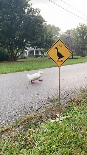 Wrinkle the Duck 🦢✨ on Instagram: "Why did the duck cross the road? @seducktive Quack, quack Wrinkle the Duck #wrinkletheduck #seDUCKtive #cute #duck #run #running #runs #oddlysatisfying #asmrsounds #asmr #satisfying #satisfyingvideos #cuteduck #birdsofinstagram #birds #duckstagram #ducksofinstagram #funnyanimals #funny #animals #nature #wildlife #perfectloop #cuteness #pets #funnypets #ducks #petduck"