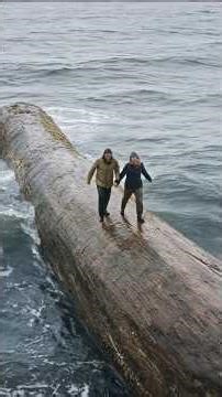 I Built a Floating Base Inside a GIANT Ocean Log 🌊 ASMR #Survival #OceanBuild #Shorts