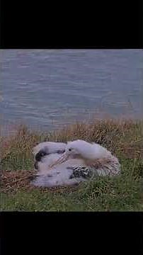 Meet "Āwheo" The Star Chick From The 2025–26 Northern Royal Albatross Cam