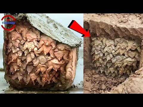 [短片閒聊] 土裡詭異堆疊生物的真相 | 在霧中模仿人招手並吞食人類的熊 | 用狒狒尋找水源的方法