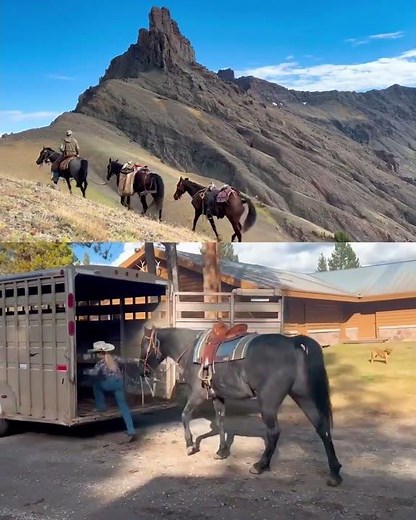 Blue Roan Tennessee Walking Gelding (TWHBEA) Consigned to Thehorsebay.com | Gaited/Ranch/Trail