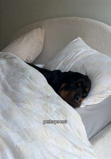 Rottweiler Charlie Loves Sleeping in the Human Bed