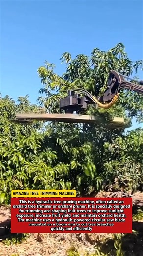Amazing Tree Trimming Machine | Hydraulic Orchard Pruner in Action.