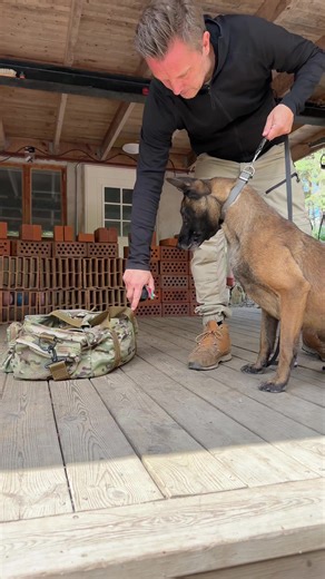 Effective Dog Training Techniques for Positive Rewards