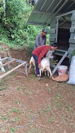 Sheep Entering the Barn – Daily Farm Routine.#farming #homesheephome