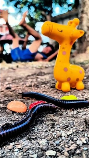 #shorts #shortsvideo #centipede #millipede