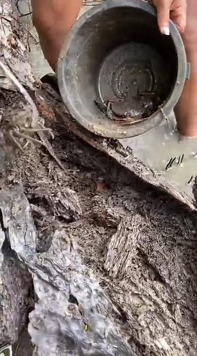 Catching Wild Crabs Hidden Inside a Giant Rotten Log! 🦀