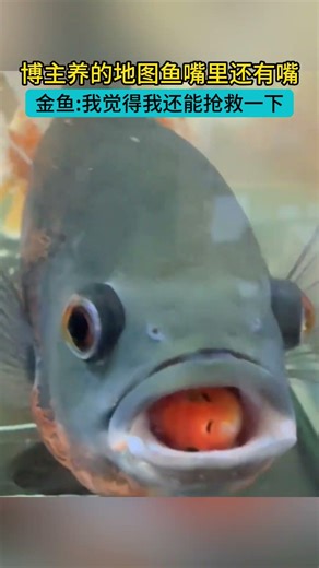 博主養的地圖魚嘴裡還有嘴，金魚：我覺得我還能搶救一下。 #熱門