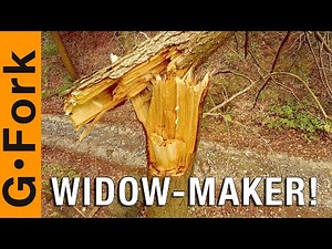 Pulling Down A Widow Maker aka Dangerous Tree