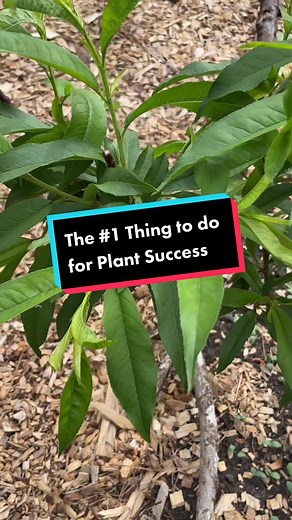 Maximizing Plant Success: Cedar Mulch Benefits and Tips