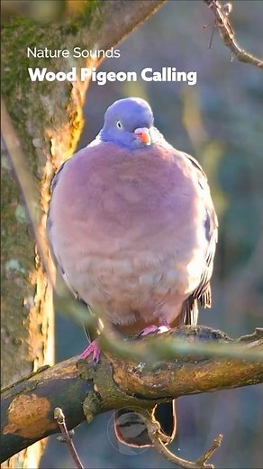 Nature Sounds - The Wood Pigeon's Call