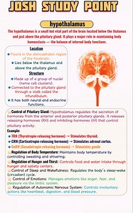 11K views · 117 reactions | Hypothalamus study notes #neetbiology #class11biology #class10biology | Josh Study point | Facebook