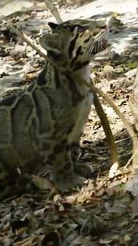 Clouded Leopards: Modern Day Saber-Tooths #WildCats #Animals #Leopard #Cats #Shorts