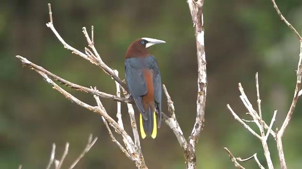 Chestnut-headed Oropendola Song and Call