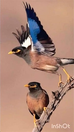 Common myna bird sound🐦|#shorts#shortsfeed#mynabird#short#youtubeshorts