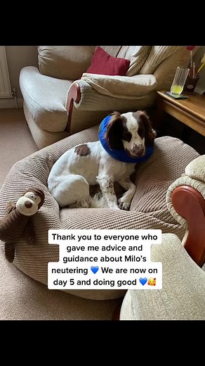 Milo's Neutering Recovery Journey: Day 1-5