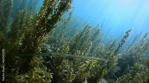 A trumpetfish in profile in front of plants in a lagoon. Close-up shot. Part of a collection of videos showcasing vibrant underwater scenes. Check my gallery for similar footages.