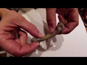 Chicken bones in vinegar