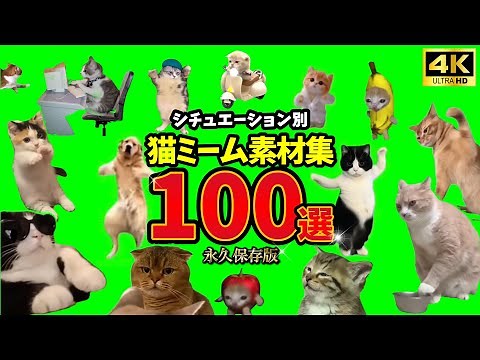 Cat Meme Collection 1: 100 Permanent Collection! Green Back (SpaceCat Green Back Screen)
