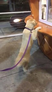 Dog Wants All The Ice Creams.  | Incredible Dogs | Facebook