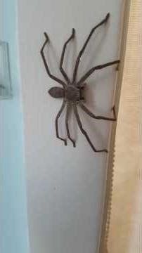 laba laba paling panjang di dunia ini jadi mimpi buruk WNI #short #hewan #cerita