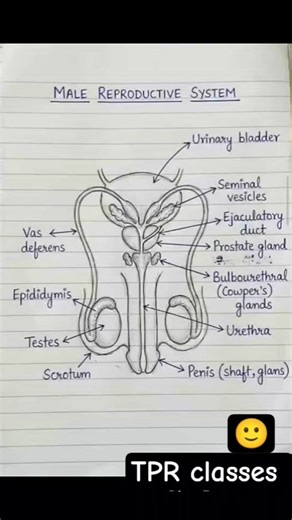 🙏Male reproductive system 💐