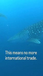 So what does the APPENDIX I upgrade actually mean for whale sharks and oceanic white tips? Under CITES, Appendix I means no international commercial trade — reserved for species facing the highest risk of extinction. Appendix II still allows trade, but it must be strictly monitored and proven sustainable. That’s why the new listings matter so much. Many of these sharks (and the rays which were also upgraded ) have declined by 80–90% in recent decades due to overfishing, bycatch, and the global f