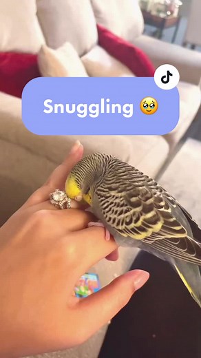 Adorable Yellow Budgie Ring Video | Cute Budgie Napping Compilation