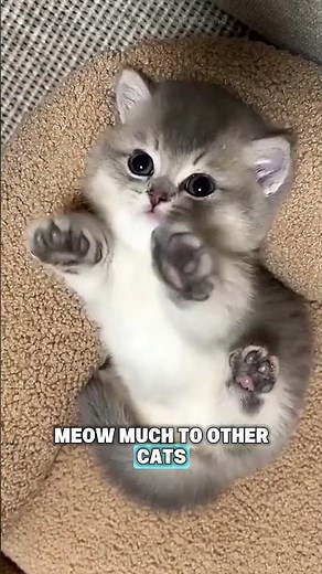 Why Does Your Cat Meow… Without Making a Sound? 😺