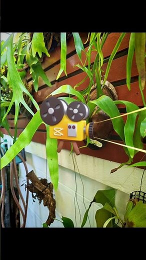 Platycerium Minie Bell.#justmeneena