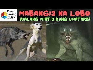 ASWANG NA WOLF KUNG UMATAKE 😱⚠ | Hunting Skills of Wolf and their Prey