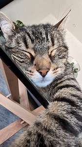 1.2M views · 92K reactions | Misti behind the scenes ❤️ #cat #reels #asmr #FeelGood #viral | Misti Koh | Facebook