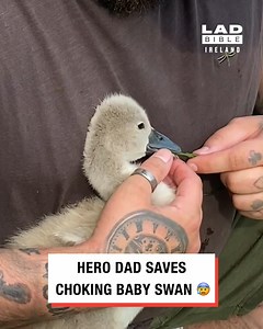 This little swan is lucky this hero stepped in 🙏🦢 | LADbible Ireland
