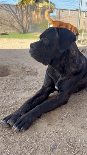 🚨LONGTIMER ALERT🚨 Meet Ariah! Ariah is a sweet, beautiful female Cane Corso who came to us straight off the euthanasia list after bravely raising a litter of puppies. She was an amazing mom—loving, attentive, and devoted—and now that all of her puppies have found their forever homes, it’s Ariah’s turn to be someone’s baby. This girl is cute, spunky, and bouncy, with a fun-loving personality that shines through once you meet her. She loves to play, listens well, and enjoys being engaged with he