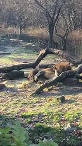 Here's a look at our lions enjoying a form of enrichment! Their keeper gave them hay previously used by nyala (an antelope) and red river hogs. Lions have an amazing sense of smell and will always investigate new scents they come across. Bahati and Ime are enjoying this scented hay by rolling around and rubbing their faces in it, just like a domestic cat would. Makes sense considering domestic cats and lions share 95% of the same DNA! #DidYouKnow | Bronx Zoo