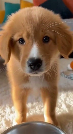 Hiccuping Pup: Tiny Confusion Moment