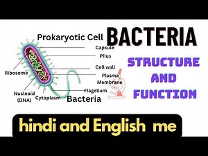 Bacterial Cell Structure and Functions