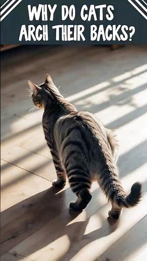 Why Do Cats Arch Their Backs? Feline Body Language Explained!