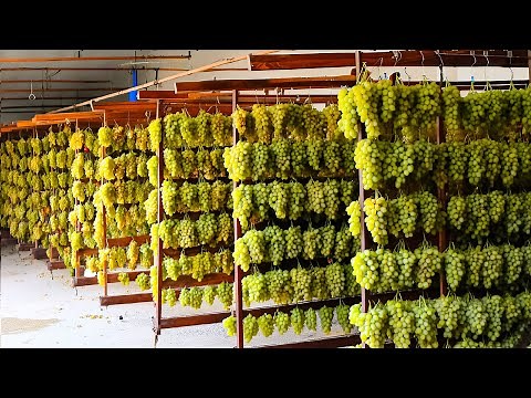 DRIED FRUIT Making Process from Figs, Dates, Grape,Avocado in Factory - Dried Fruit Production 2024