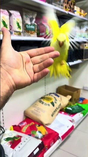 Yellow Quaker Parrot 💛 — smart, playful, and known for excellent talking ability. A rare and beauti
