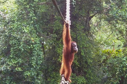 'A huge milestone': Heartwarming footage shows Sumatran orangutan using bridge to cross road for first time | BBC Science Focus Magazine