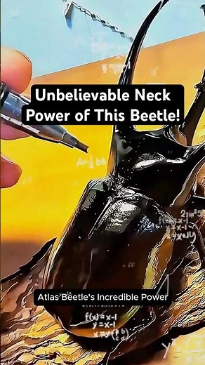 Atlas Beetle's Incredible Power: Can Cut Through Metal! 🐞💪 #shorts