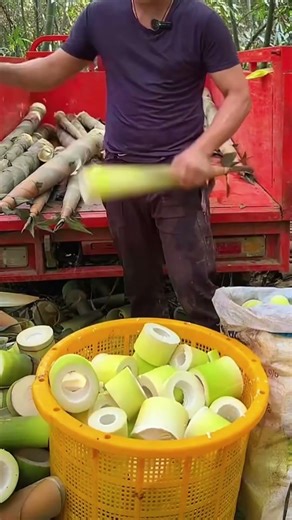 Satisfying Bamboo Shoot Cutting