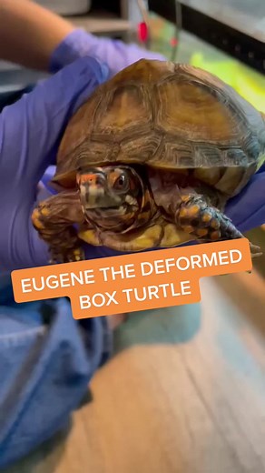 Rescuing Eugene: Rehabilitating a Neglected Box Turtle