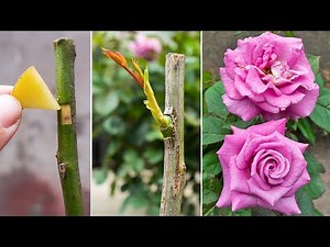 New method of grafting roses | How to graft roses very simply using potatoes