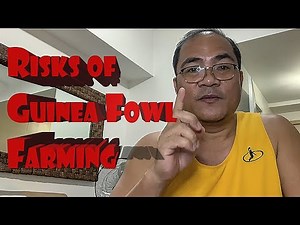 Guinea Fowl Farming: Risks