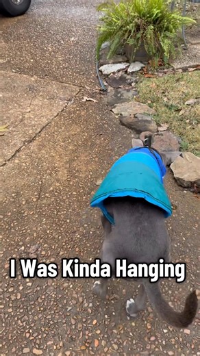 Freddie Dog Says I don’t do cold #dog #pitbull #coldweather | Freddie Freckles