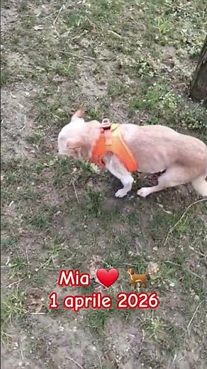 Buongiorno amici xxx MIA ❤️ 🐕