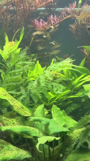 Aquarium plants pearling #plantedtank #aquarium #plants #fish