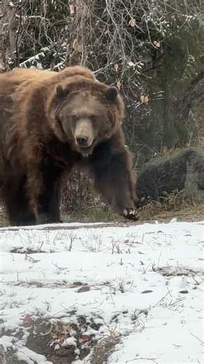 Grizzly Bear Walking Along